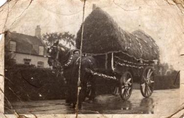 Sepia photo of decorated cart and heavy horse. Westwood Family History, Family Historian and Genealogist